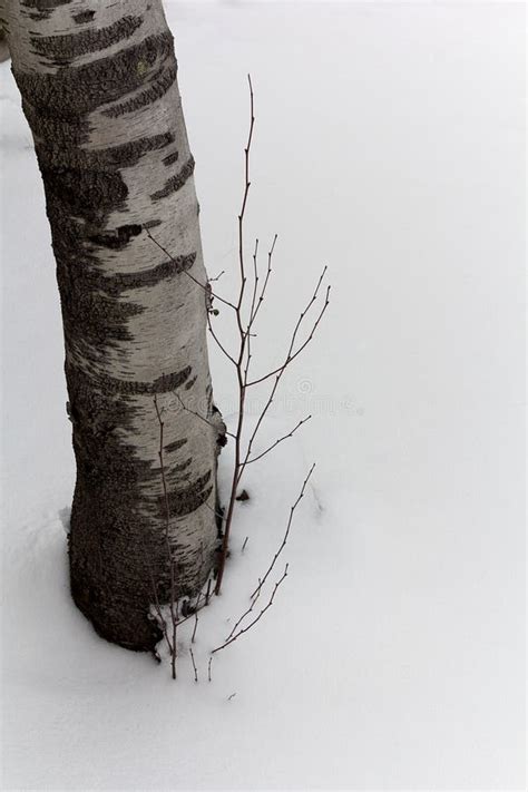 Tronc De Bouleau Blanc Sur Le Fond De Milou Photo Stock Image Du