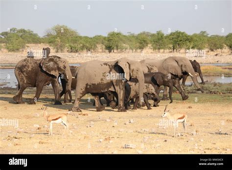 Pack Of Elephants Walking Stock Photo Alamy