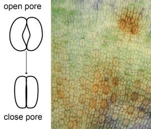 Diagram Of A Stoma With An Open And Close Pore Stomata Distribution At