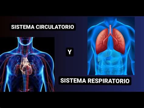 Diferencias Cardiovasculares Y Respiratorias Conoces Las Claves