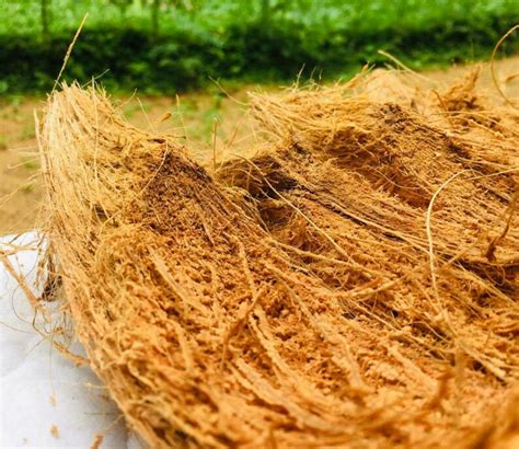 Pure Organic Coconut Husk Fiber Unprocessed For Etsy