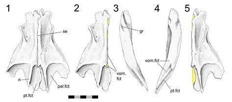 In Medial View 4 Right Vomer In Medial View 5 Right Vomer In Dorsal