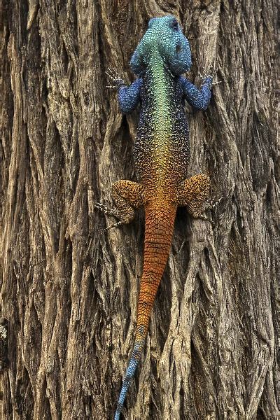 Lizard Climbing A Tree Agama Lionotus 14174628 Poster