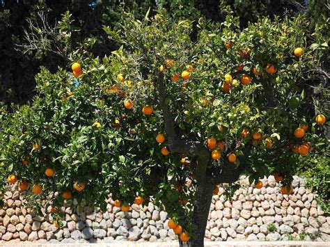 How to Grow and Care for Citrus Trees