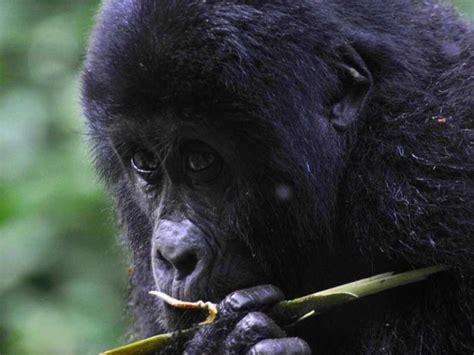 A Guide To Gorilla Trekking In Volcanoes National Park Rwanda