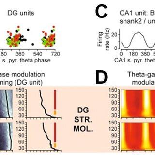 Phase Modulation Of Spike Timing Of Units In The Dentate Gyrus Dg And