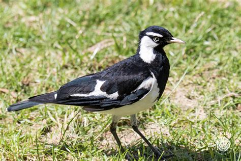 Magpie Lark Wildlife Den South African And Australian Wildlife