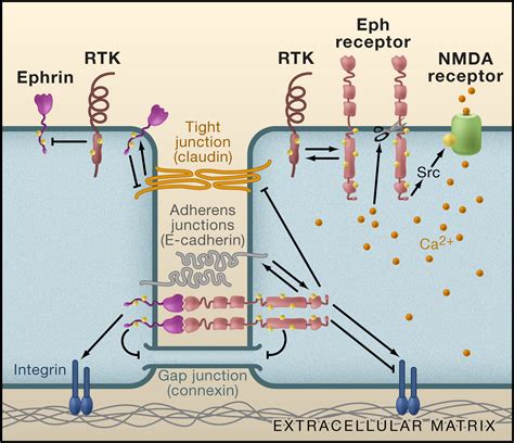 Eph Ephrin Bidirectional Signaling In Physiology And Disease Cell