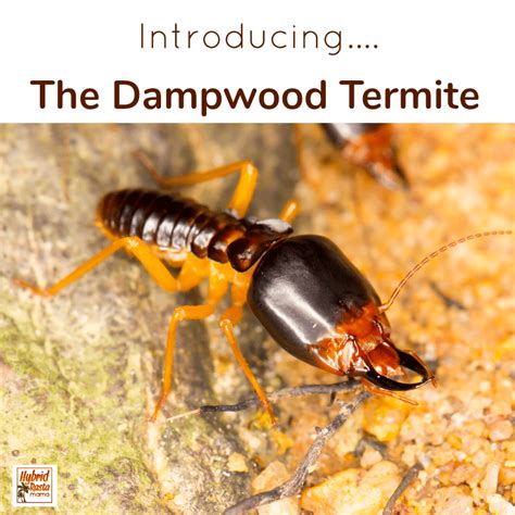 How To Get Rid Of Termites Naturally Termites Diy Termite Treatment