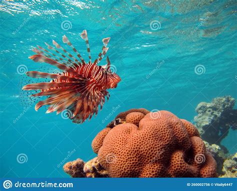 Lion Fish In The Red Sea In Clear Blue Water Hunting For Food Stock