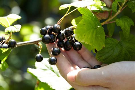 Pruning Fruit Bushes, Canes and Vines: A Beginner’s Guide – Roots Plants