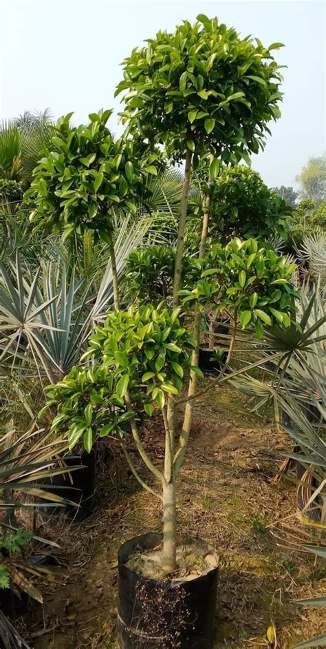 Ficus Retusa Topiary Plant For Garden At 580 Piece In Hasanpur ID