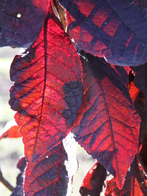 Merlot Bird Cherry J Frank Schmidt Son Co