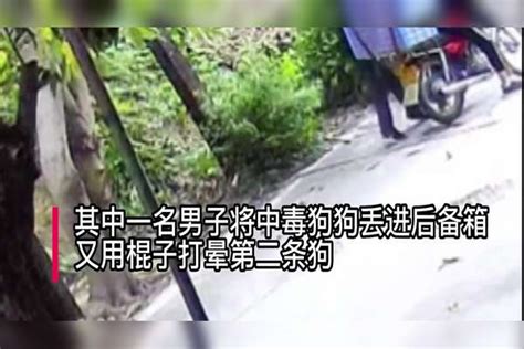 监控拍到两男子偷狗，先投毒再打晕，暴露后仓皇逃离投毒男子监控