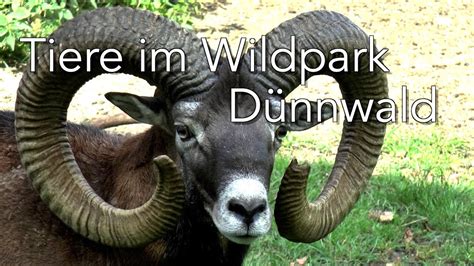 Tiere Im Wildpark D Nnwald K Ln Youtube