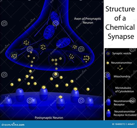 Estructura de una sinapsis ilustración del vector Ilustración de