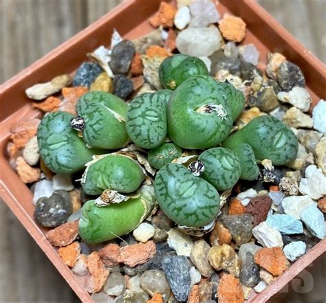 Shpr Conophytum Obcordellum Lambertense