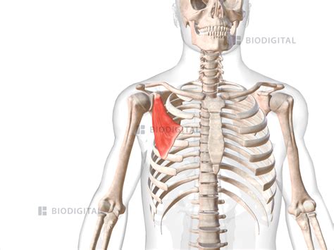 Pectoralis Minor