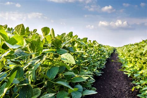 A Clean Field Sets The Stage For A Successful Soybean Crop