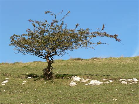 Free Images Tree Meadow Prairie Flower Produce Pasture Rugged Flora Savanna Plain