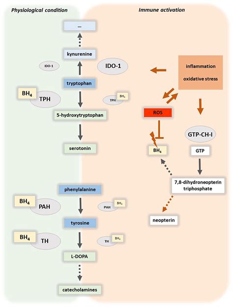 Neurotransmitter Precursor Amino Acid Ratios Show Differential Inverse Correlations With