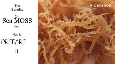 The Benefits Of Sea Moss And How To Prepare It Youtube