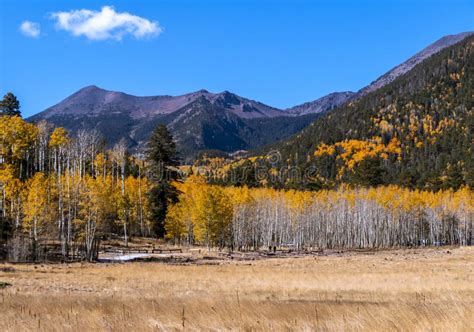 Lockett Meadow During Fall Nerar Flagstaff Arizona Stock Image Image