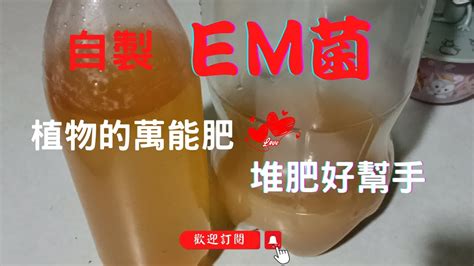 種菜養花的人一定要學的活寶，7天快速完成em菌的妙招｜在家自製土壤最佳改良劑，省錢又環保 Youtube