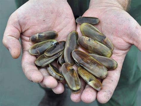 Saltwater Fishing - Razor clam season along Clatsop County beaches delayed