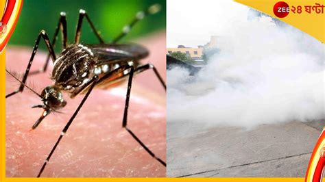 Dengue Situation West Bengal হু হু করে বাড়ছে ডেঙ্গি সংক্রমণ হাড়হিম করা সব তথ্য জানাচ্ছে