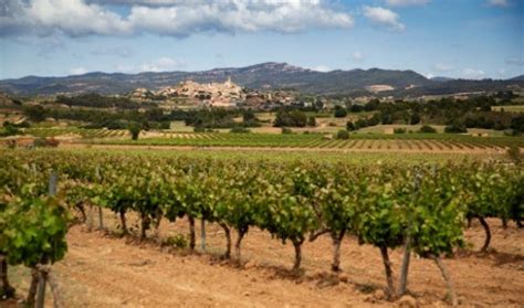 La DO Conca de Barberà triplica su producción de vinos de trepat en 12