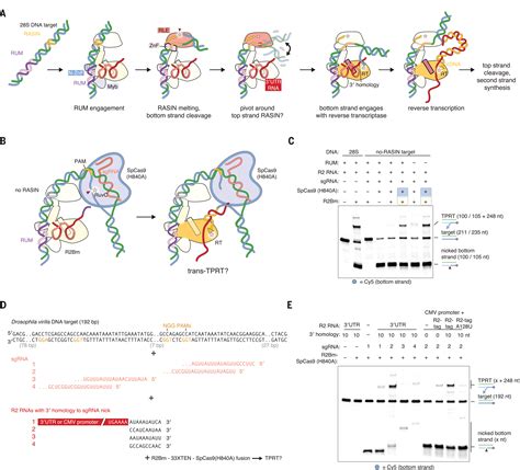 Structure Of The R Non Ltr Retrotransposon Initiating Target Primed