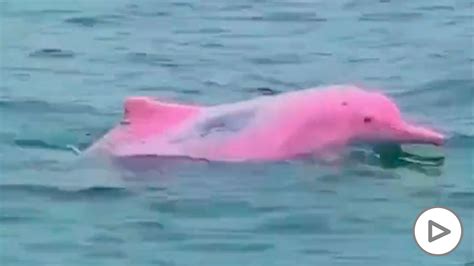 Delfines Rosados Bebes