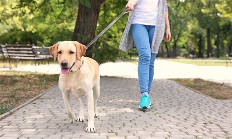 3 Proper Ways To Hold A Dog Leash Dogneedsbest