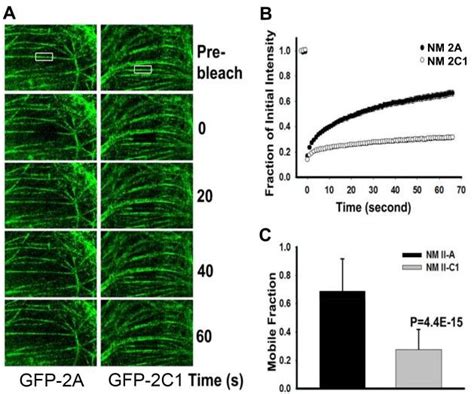 Fluorescence Recovery After Photobleaching FRAP Analysis Of GFP NM 2A