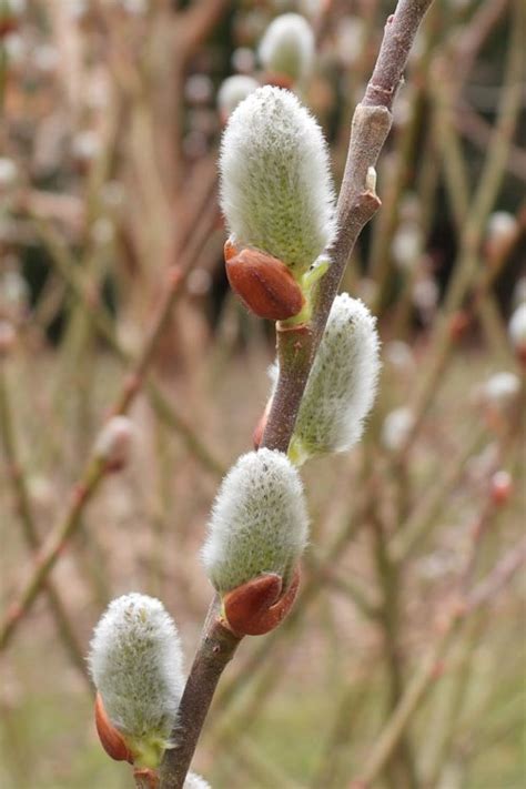 Buy American Pussy Willow FREE SHIPPING Wilson Bros 1 Gallon Pot