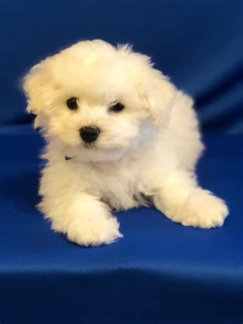 Bichon Frise Sales Breeder Precious Bichon Frise