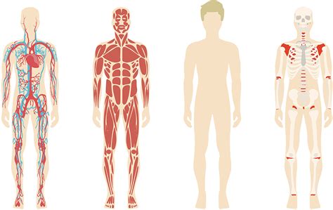 [200 ] Human Body Png Images