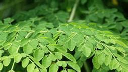 C Mo Cultivar La Moringa