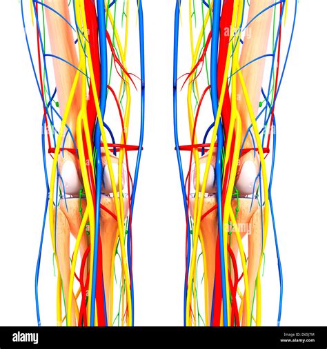 Knee Anatomy Artwork Stock Photo Alamy