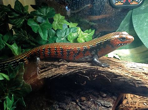 The African Fire Skink Reptiles Magazine