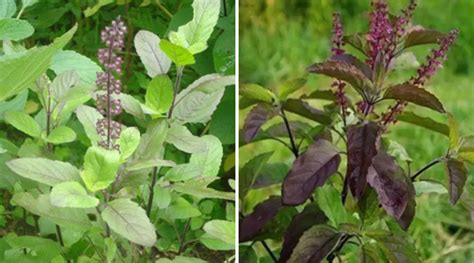 Tulsi Vastu Tips For Home Which Type Of Tulsi Is Auspicious And Rules