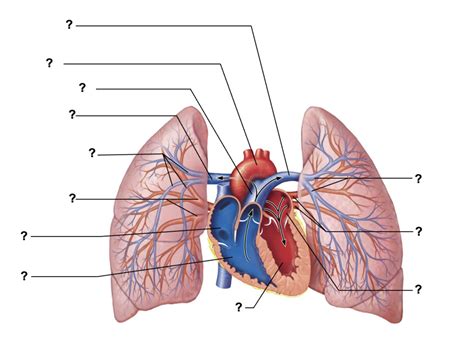 Bsc2086 Lab The Pulmonary Circulation Diagram Quizlet