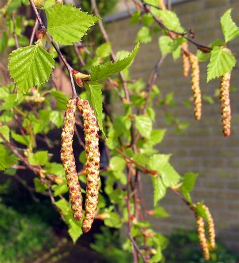 Abedul Betula Pendula Descripción Simbolismo Y Propiedades Terapéuticas