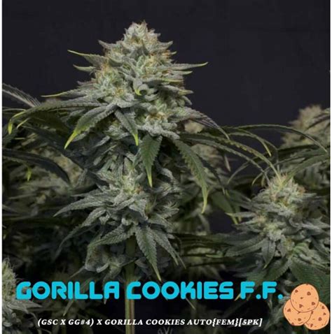 Gorilla Cookies Ff Par Fast Buds Company Info De Vari T