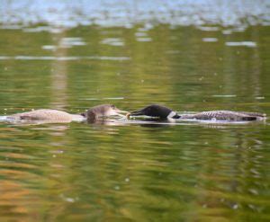 Loon Symbolism & Meaning (+Totem, Spirit & Omens) | World Birds