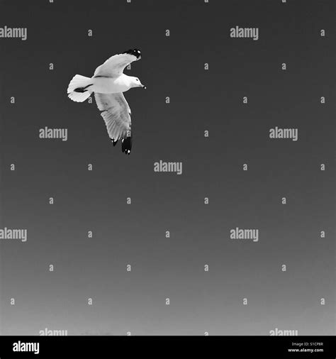 Flying White Seagull Black And White Stock Photos And Images Alamy