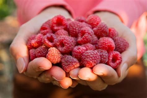 Premium Photo Cropped Hands Of Woman Holding Raspberries