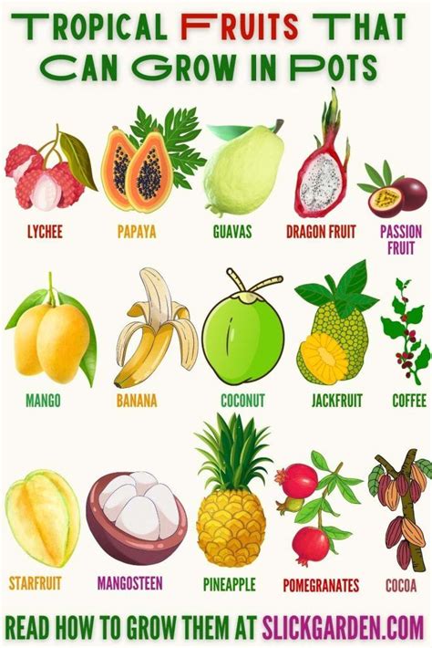 Tropical Fruits Like To Grow In Hot And Humid Environments And They Are Native To The Tropics