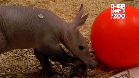 Baby Aardvark Winsol Is Getting Big Cincinnati Zoo Youtube